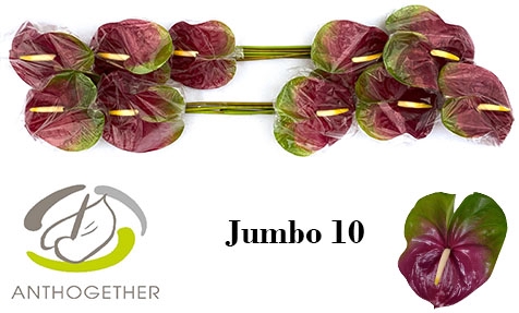 Anthurium Jumbo