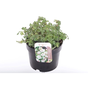 Geranium cant. Biokovo