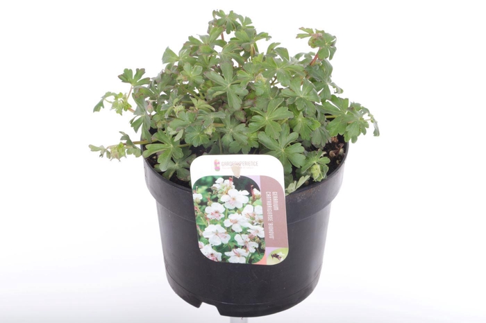 <h4>Geranium cant. Biokovo</h4>