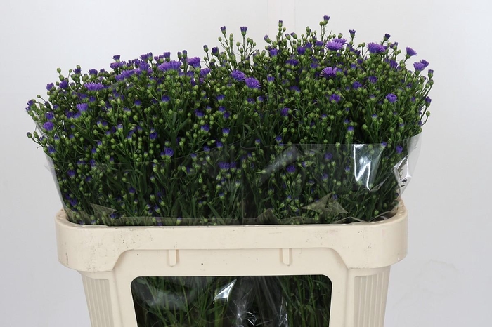 <h4>Aster Casamare</h4>