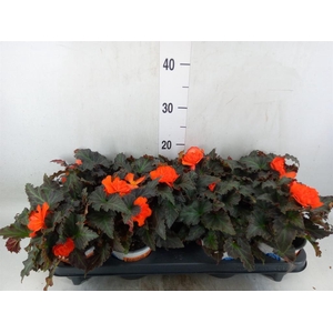 Begonia boliv. 'Encanto Orange'