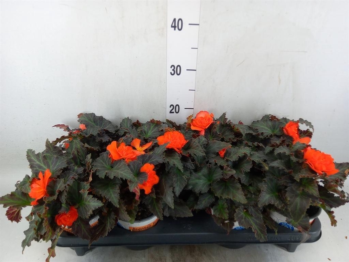 <h4>Begonia boliv. 'Encanto Orange'</h4>