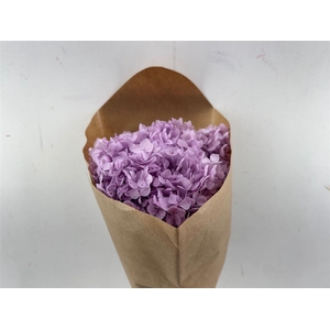 Pres Hydrangea Lilac Bunch