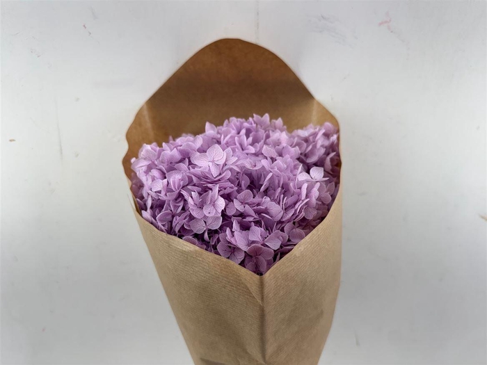 <h4>Pres Hydrangea Lilac Bunch</h4>