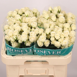 R TR VIRGIN ROSEVER