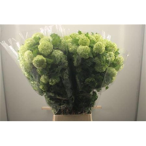 Viburnum Roseum St 4+