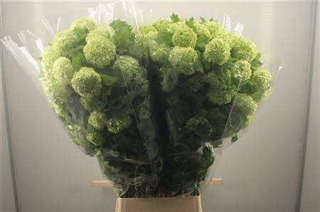 <h4>Viburnum Roseum St</h4>