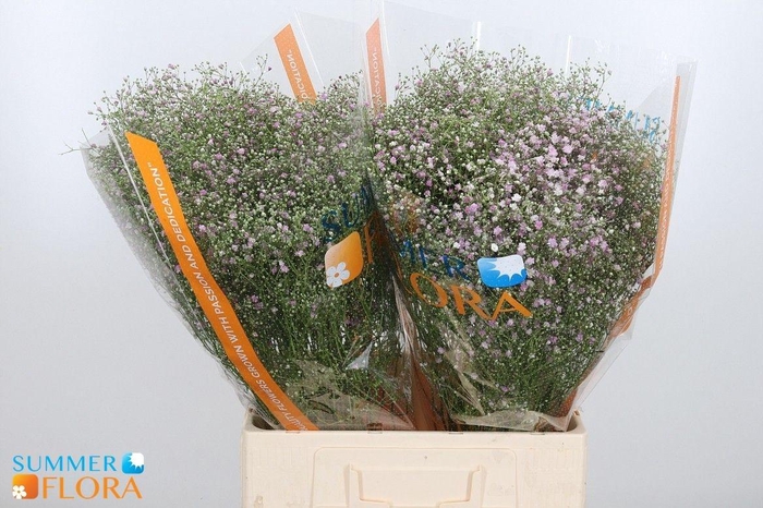 <h4>GYPS PA MY PINK</h4>