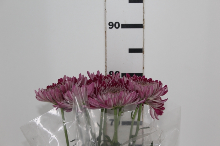 <h4>ANASTASIA COUTURE 080 CM</h4>