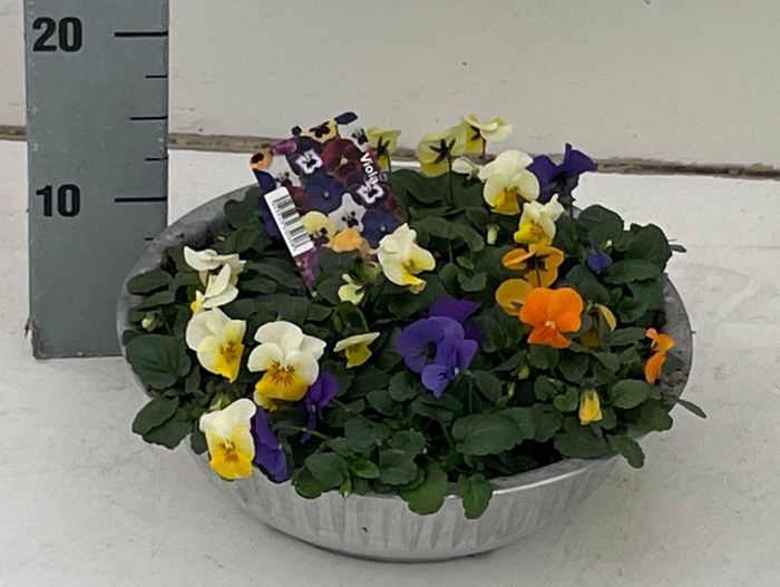 <h4>VIO CO SOR XP GEM</h4>