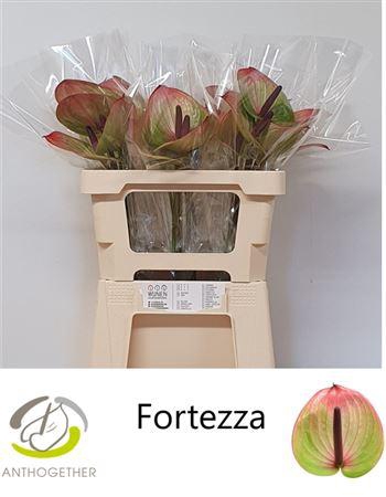 <h4>Anth A Fortezza</h4>