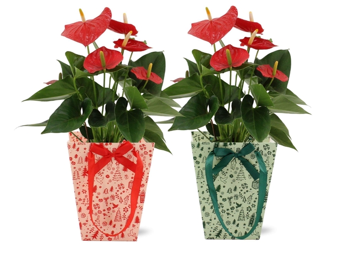 Anthurium Esudo in Cozy Christmas bag