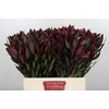 Leucadendron Saf Sunset Dark R.