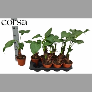 ALOC CUCULLATA