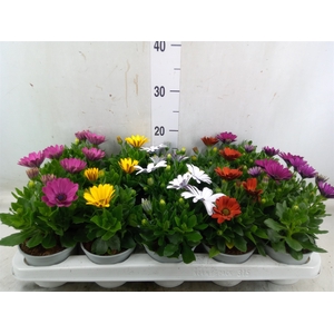 Osteospermum  'Senorita'   ..mix