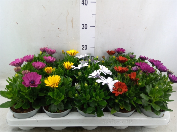 <h4>Osteospermum  'Senorita'   ..mix</h4>