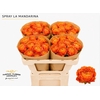 Rosa Spray La Mandarina