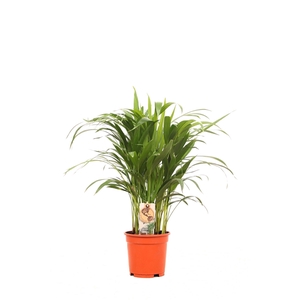 Areca P17 30+ stekken