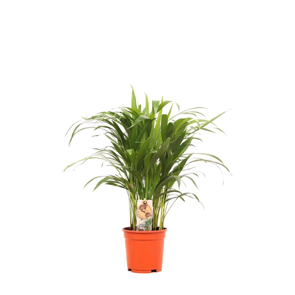 <h4>Areca P17 30+ stekken</h4>