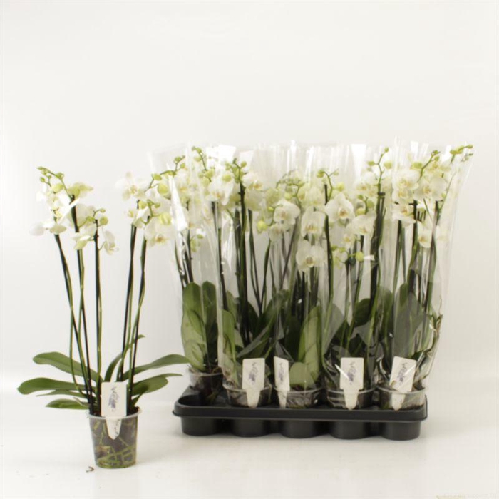 <h4>PHAL OV WIT</h4>