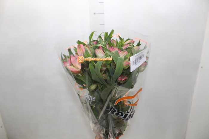 <h4>ALSTROEMERIA TOURMALINE 070 CM ROSA</h4>