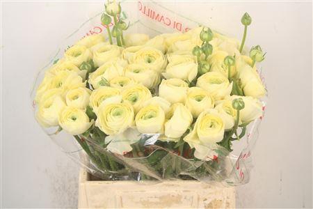 <h4>Ran.. Su Creme Extra X50</h4>