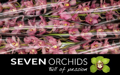 <h4>CYMB T TRUDY L.ROZE</h4>