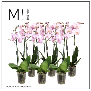 Phalaenopsis Light Pink 2 spike - 12cm | Mimesis
