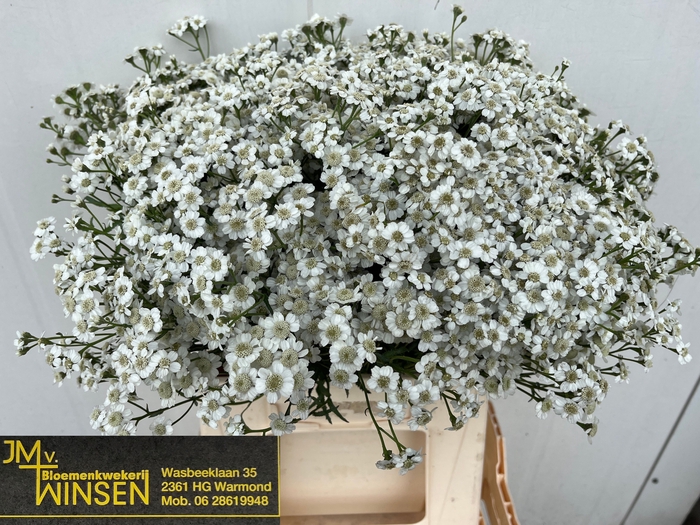 <h4>Achillea The Pearl Winsen</h4>
