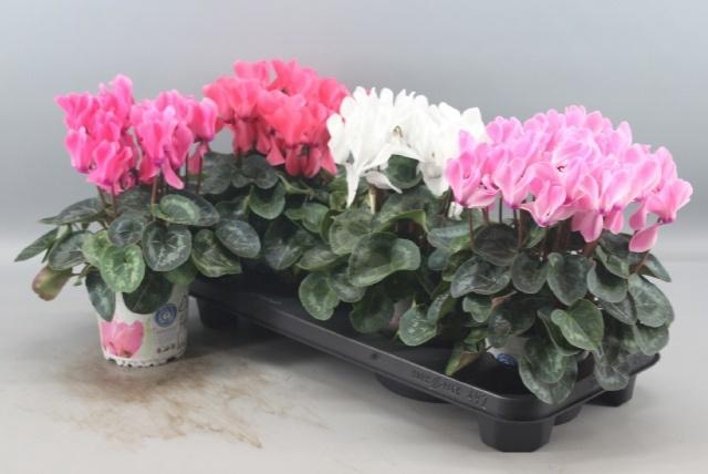 <h4>CYCL GR SUP XL</h4>