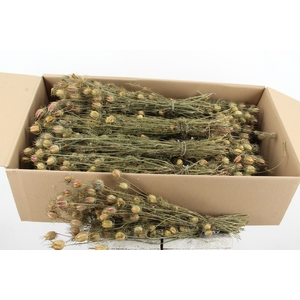 Df Nigella Natural 70g