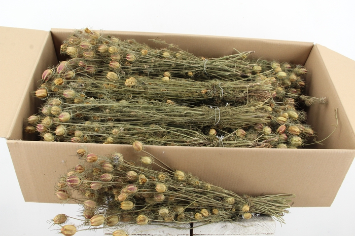 <h4>Df Nigella Natural 70g</h4>
