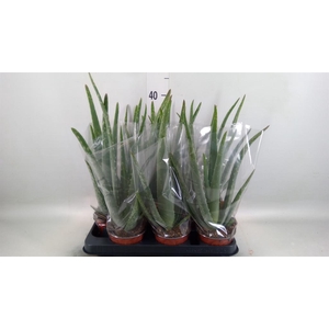 Aloe vera