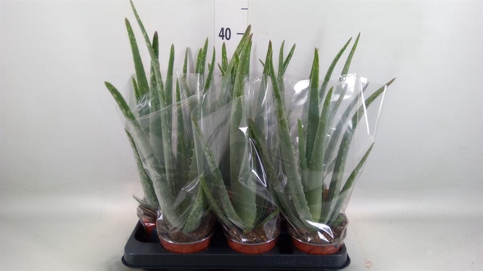 <h4>Aloe vera</h4>