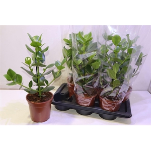 arr8 Clu Ro Princess