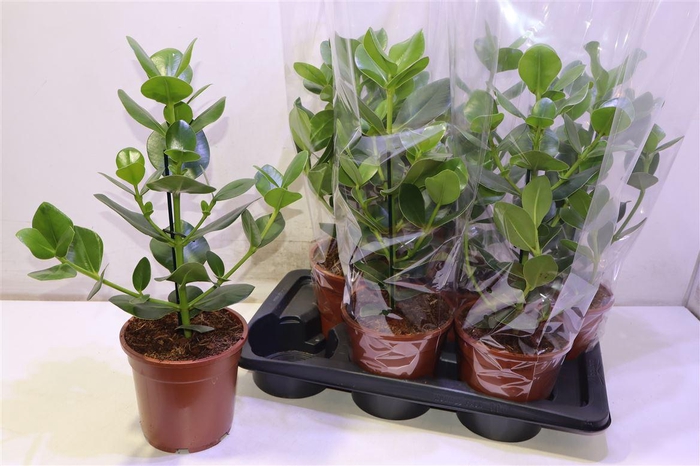 <h4>Clu Ro Princess</h4>