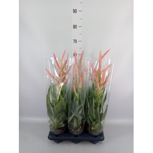 Tillandsia  'Dolce'