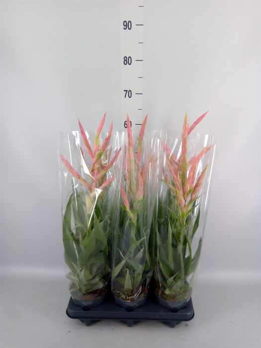 <h4>Tillandsia  'Dolce'</h4>