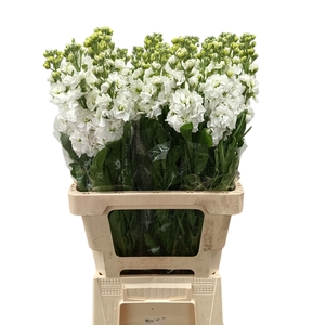 Matthiola iron white
