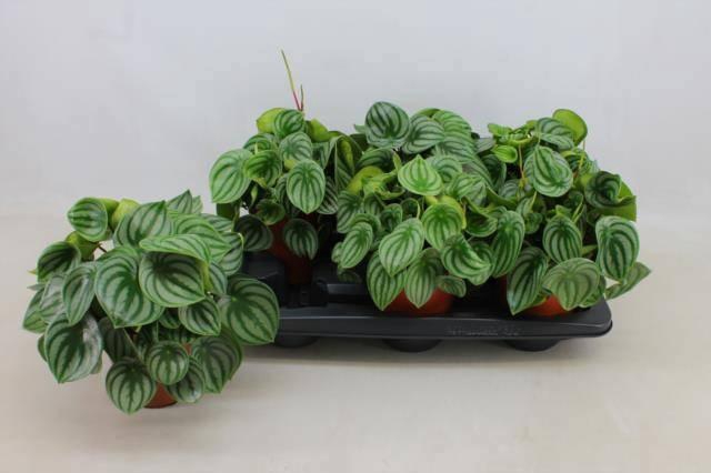 <h4>PEP ARGYREIA</h4>