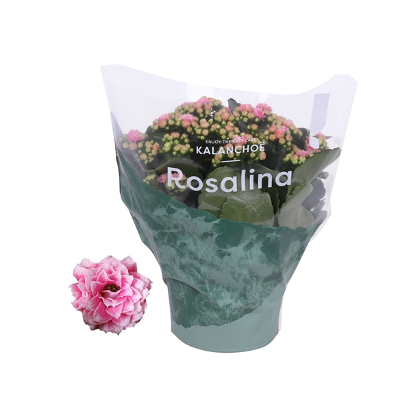 <h4>Kalanchoe Rosalina 15cm Don Alano wit/roze</h4>