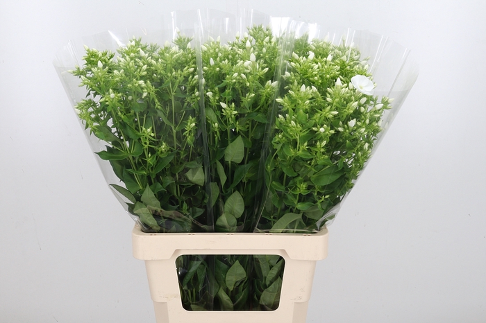 <h4>Phlox P Danielle</h4>