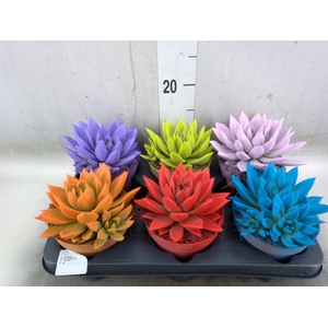 Echeveria  'Miranda'