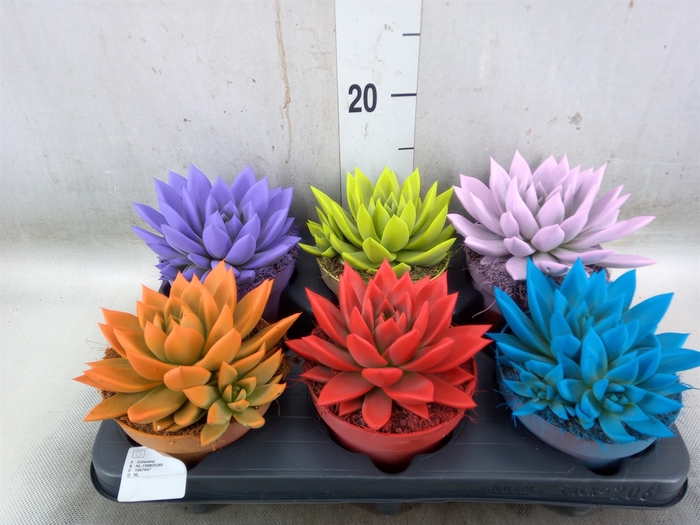 <h4>Echeveria  'Miranda'</h4>