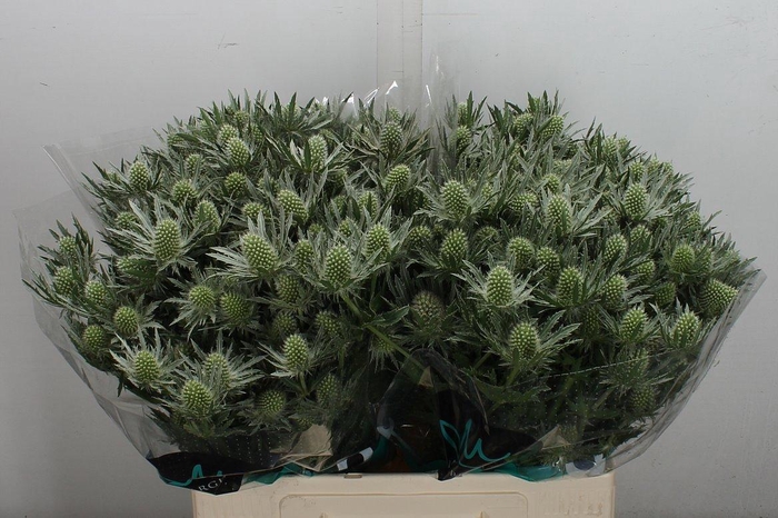 <h4>Eryn Sirius Qstar 60cm</h4>