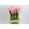 Zantedeschia Eydolls Pink