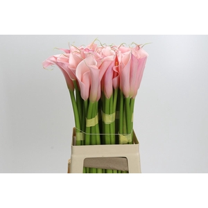 Zantedeschia Eydolls Pink