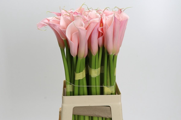 <h4>Zantedeschia Eydolls Pink</h4>