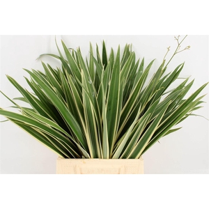 Phormium Ten Variegatum Top