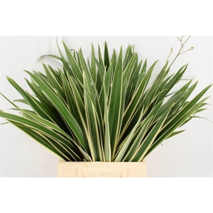 Phormium Ten Variegatum Top